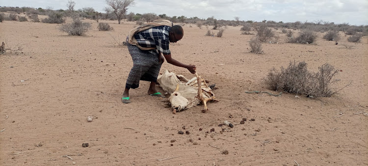 Hassan Sugal a resident of Abakaile ward in Dadaab subcounty looks at a circus of one of his cows. He has lost lost 120 animals in the last three months.