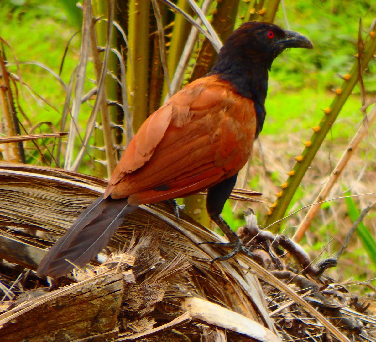 Greater Coucal