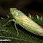 Leafhopper