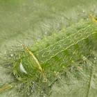 Slug moth caterpillar