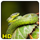 Download snake wallpaper For PC Windows and Mac 1.0