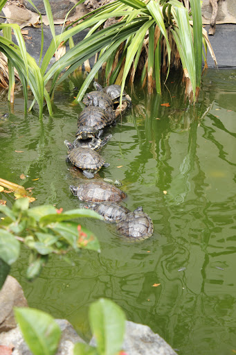 208.JPG - Turtles sunning themselves at the St. Maarten Zoo.