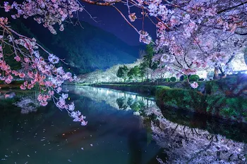 白煙を纏う夜桜