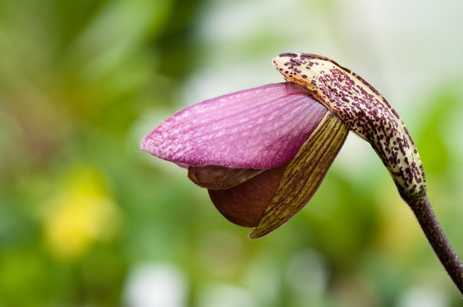 Paphiopedilum charlesworthii X0hlZ_V4EkFN9x1quv1tW0y9yPbDi3NS-C9kqO3C6BLQantHf5U16AVsIFTFPyyM_s-ZghjycH5ESnlC_66R0PowXwIAcrnlnY7Go_GaK0ub3jEc0tj_T8qfi2XiPuG1pzsoELhRI0qoSPsGvXKkXlQ3x_zCAWYJzuhZgCPeOnEgJTDozBpiOVJlLXs2Km6OHXkqJgXoDpopu9fUUhoON1IohTtyS_Nd7YHPQcPPf9aXnCyun9_1JSgUipfNZLcrtGdDt3LwuFh5BgvZjq5JPkEDdggNoTgFnwy-5o3OFOR_xbOjB5ooNhdfkNJuZWalQvqaeF2rxLoqcsLS7J8C3_zFKvuBvoyIHnwxOHpdDrng_v2iVdIQIgm9EsyJoK5XSzW39NVoclWI-cIHNKEEjnYMOIIyuyVzyhB6MNBtACNw_uvyltTtjt_JhW_OdsWgNLVBfc8FoX-EiZ49V-iomuk95n-76yGJWicOqYTcS8nrpS5SHZjgY53NVs9yTWo5c2GHE0CtafVmaVZlsEe11674NT2zcdkUaVOdmSDdPRgo=w953-h633-no