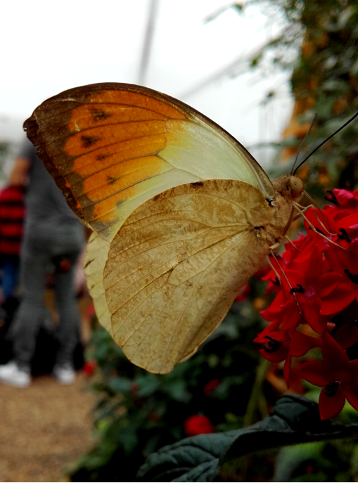 Giant Orange Tip