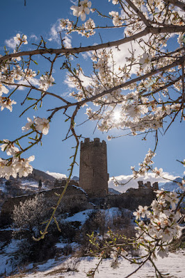 Le pazzie di marzo: neve fresca e alberi in fiore di Eli2019