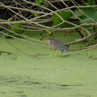 Green Heron