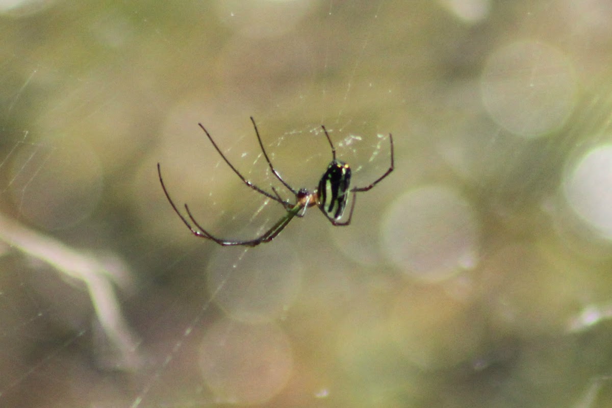 Venusta Orchard Orb Weaver Spider