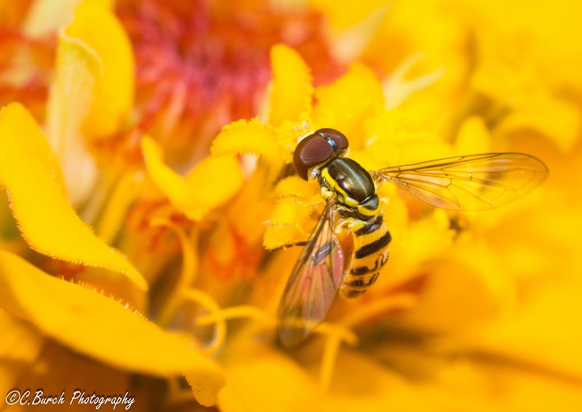 Hoverfly