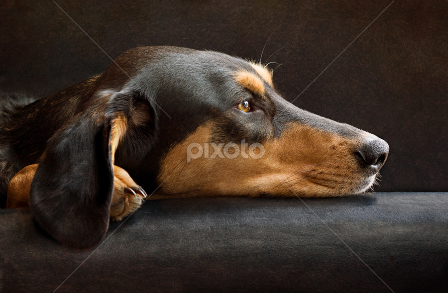 greek harehound is a mixed breed