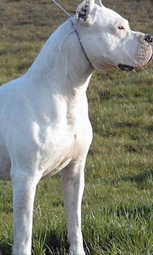 Dogo Argentino HD Wallpapers