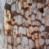 Ghost Gum sp. (with tessellated bark)