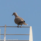 Collared Dove; Tórtola Turca