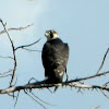 Peregrine Falcon (juvenile)