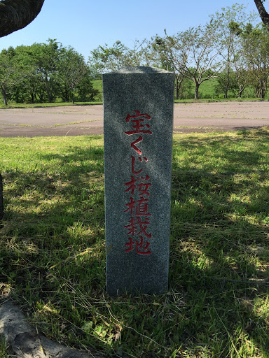 宝くじ桜植栽地