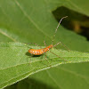 Zelus leucogrammus Nymph