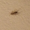 House centipede