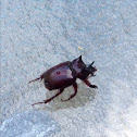 Rhinoceros beetle