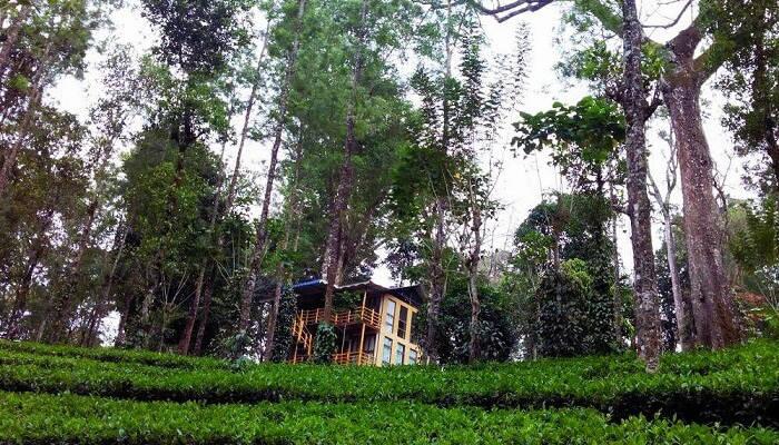 Best Tree Houses in Kerala