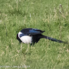 Magpie