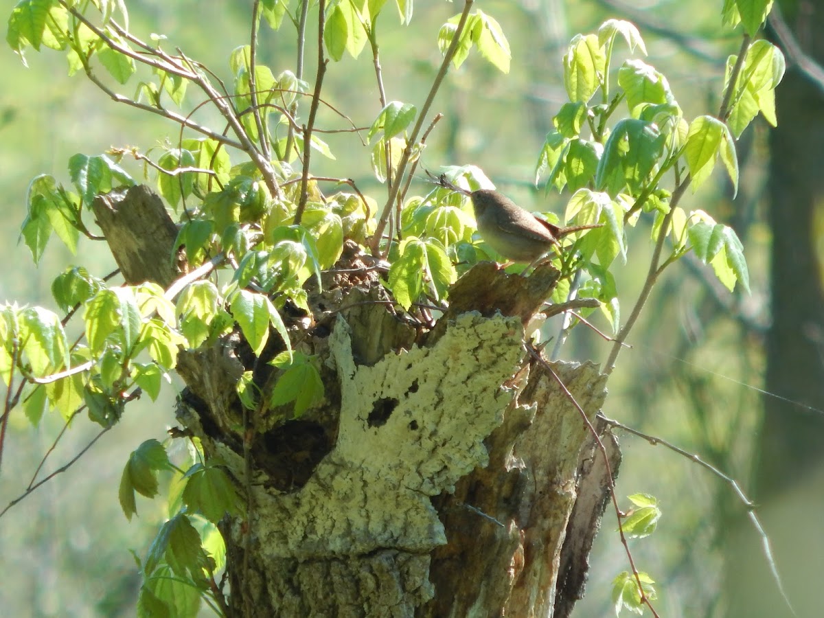 House Wren