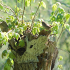 House Wren