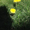 Dandelions