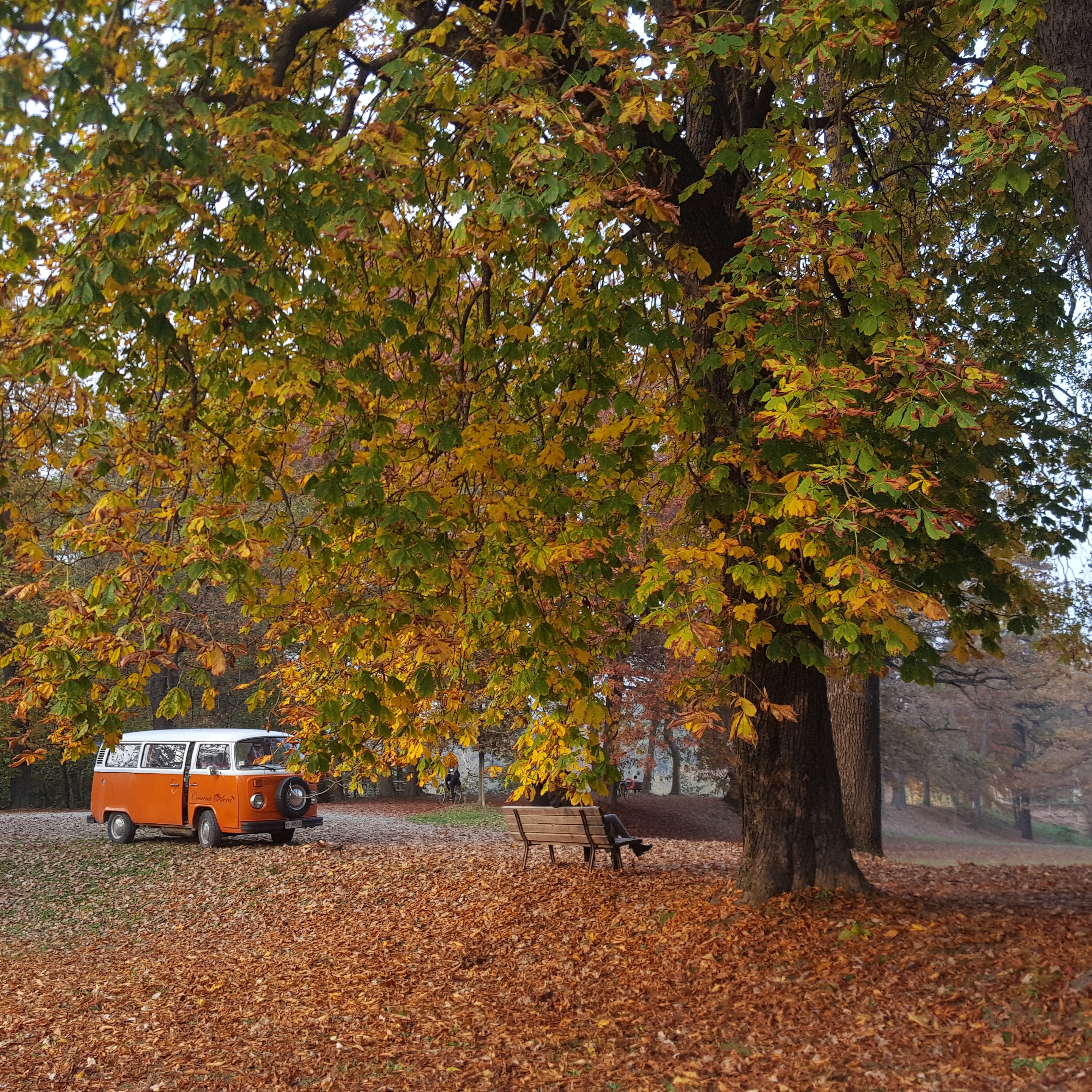 Arancio d'autunno di Sony8