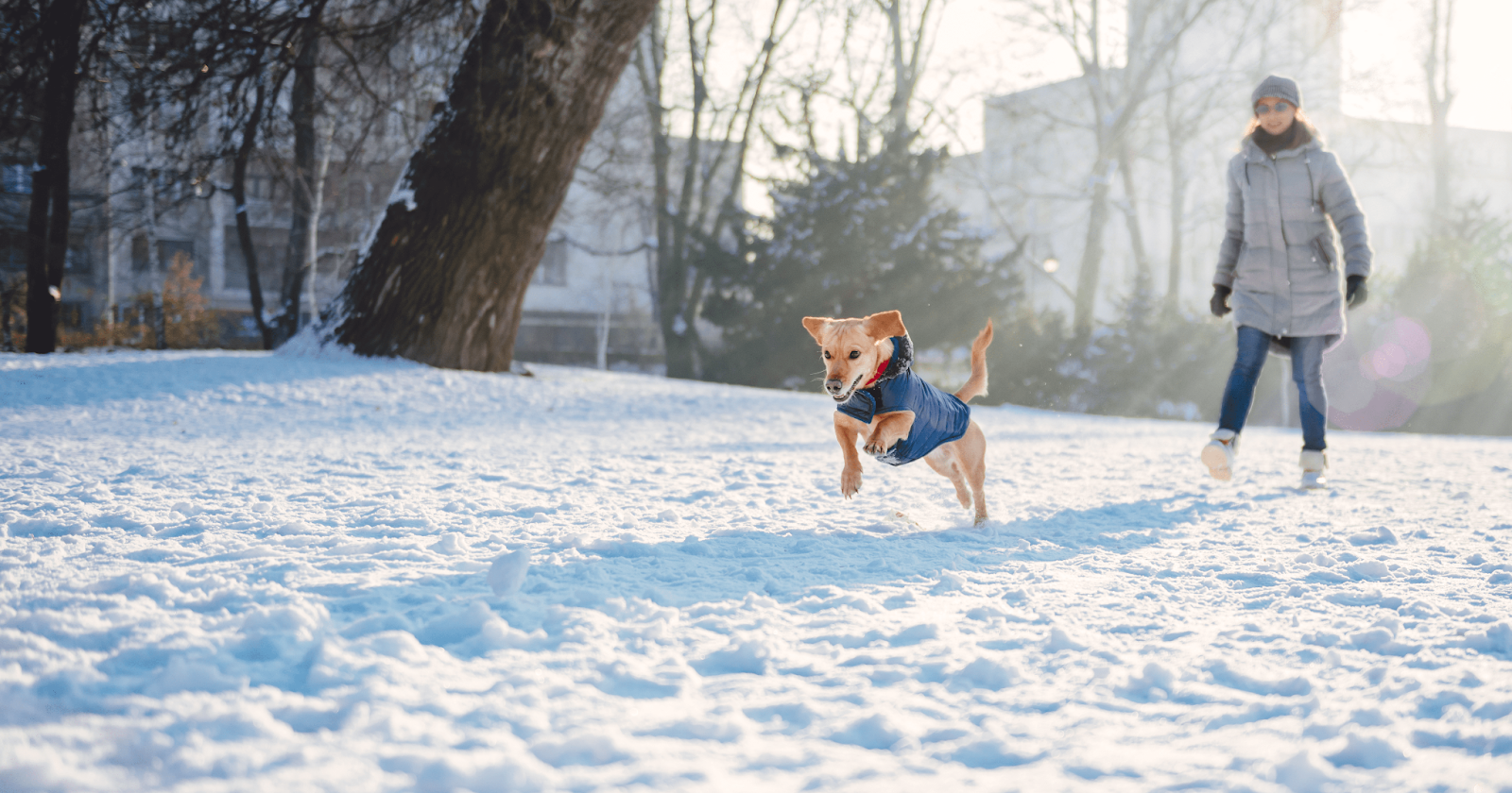 terrier dog in coat running in snow