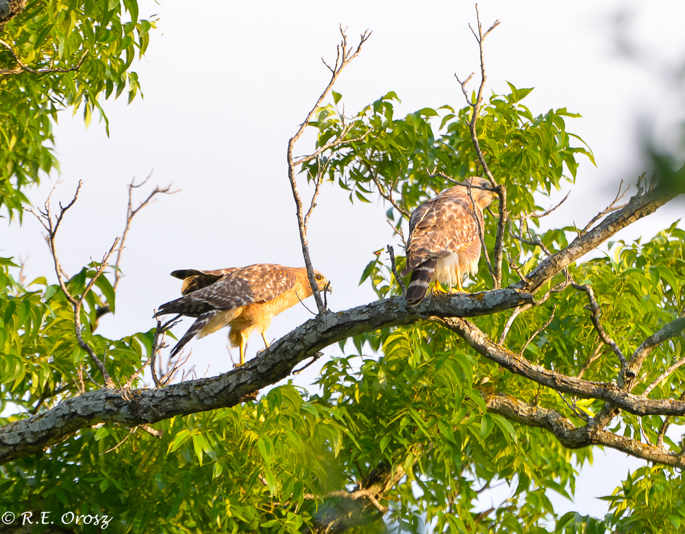 red-shouldered hawk