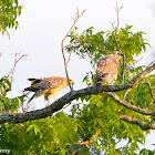 red-shouldered hawk