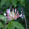 Honeysuckle