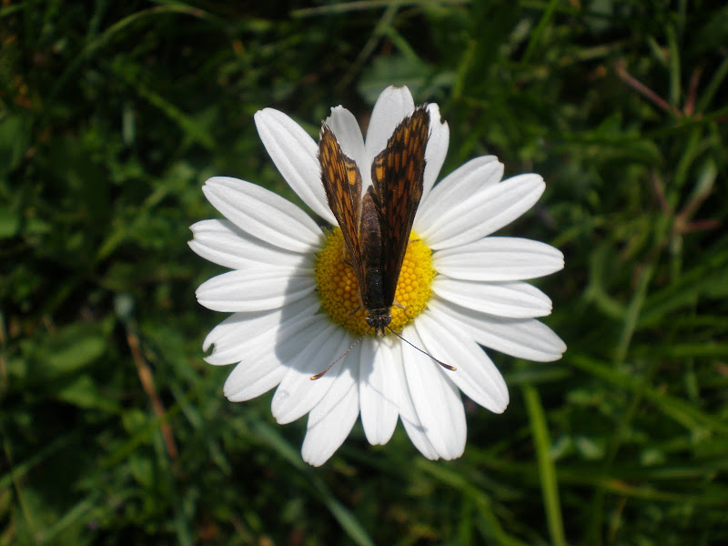 La bellezza della semplicità di GiuliaScarpa