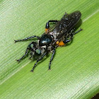 Laphria Fly