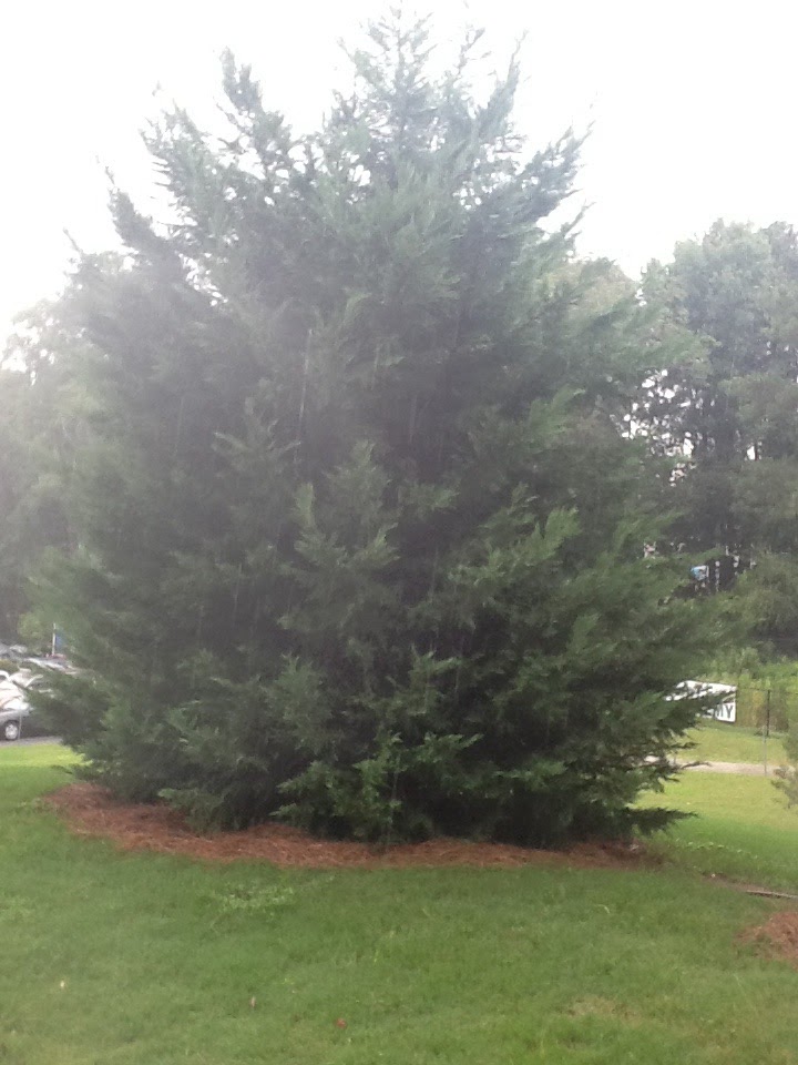 Eastern Redcedar