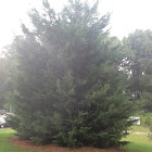 Eastern Redcedar