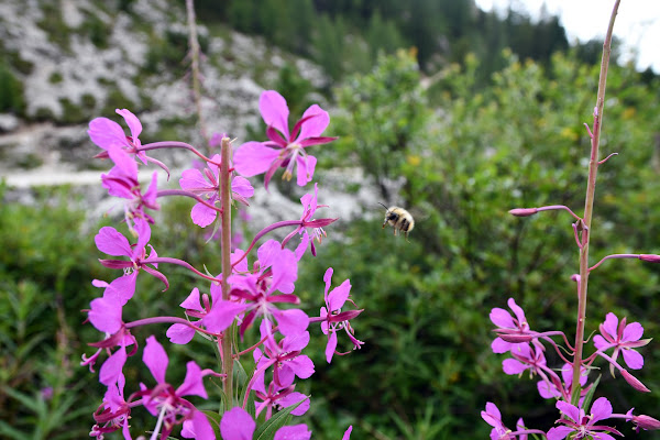 La meraviglia della natura di cesco