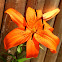 Tiger Lily (hybrid)