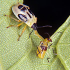 Predatory stink bug nymph