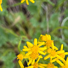 Tansy Ragwort