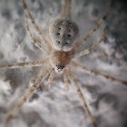 Two tailed spider