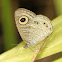 Common 5-Ring Butterfly