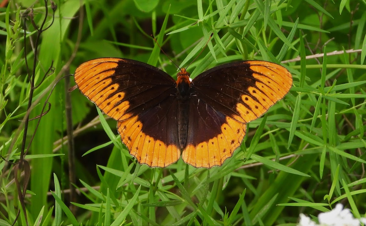 Diana fritillary (male)