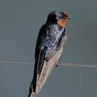 Welcome Swallow