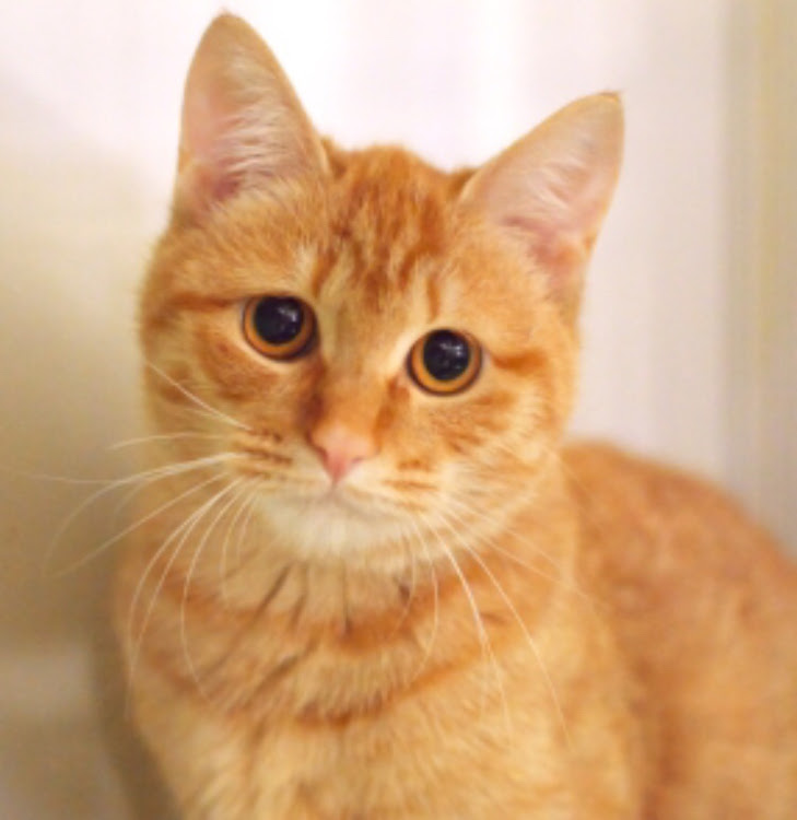 神楽&無邪気 😸CT愛猫部6番🐈さんが投稿した猫の日 2月22日ニャンニャンニャンに関するカスタム事例の投稿画像3枚目