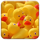 Yellow Ducks Chrome extension download