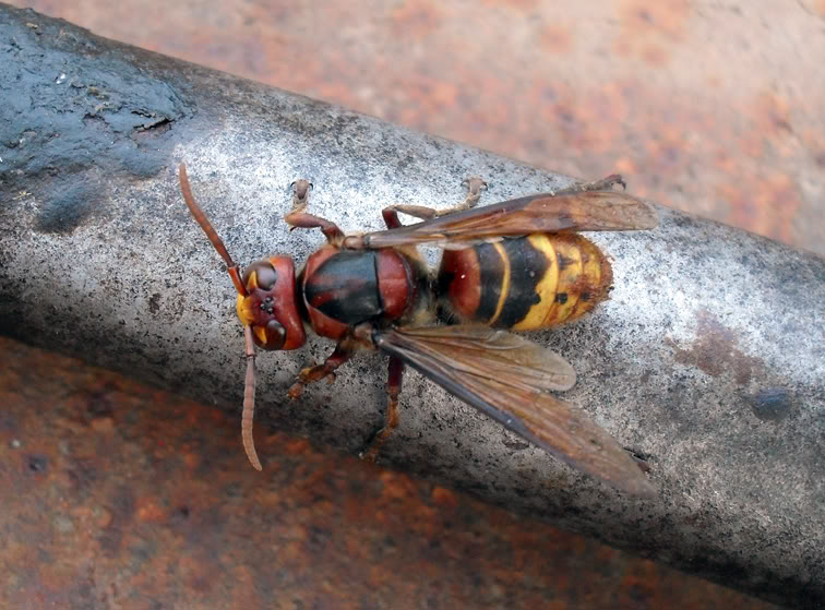 European hornet