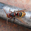 European hornet