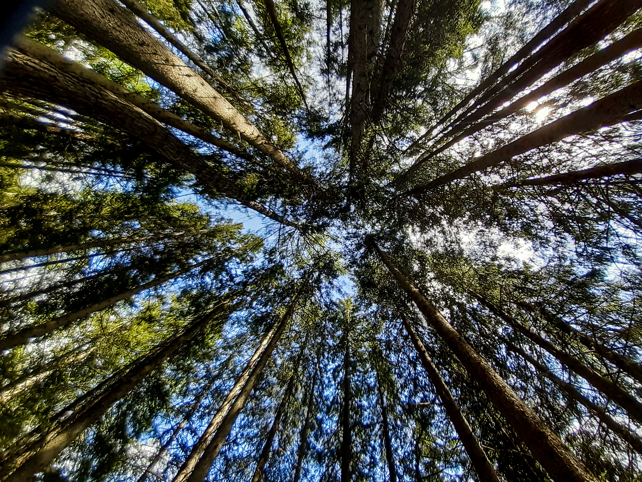 Ruota di legno di ytse_jam