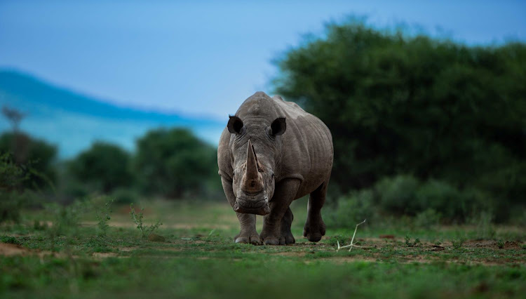 Marataba residence offers a rhino conservation experience